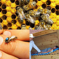 Апитерапия или пчелотерапия: что это и для чего применяется?